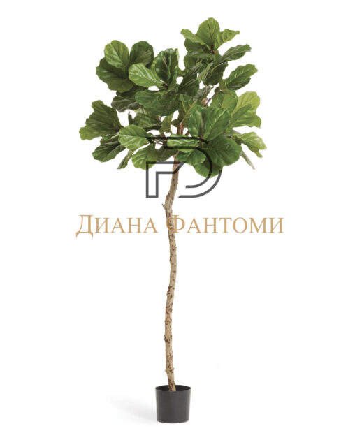 Фикус Лирата M-Style на штамбе