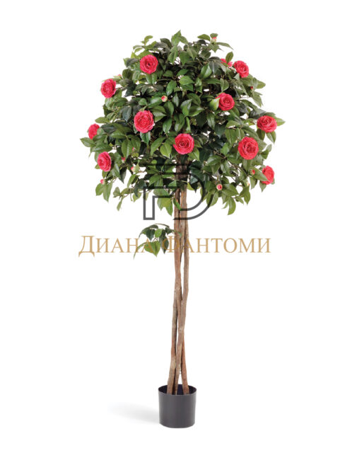 Камелия на штамбе тёмно-розовая