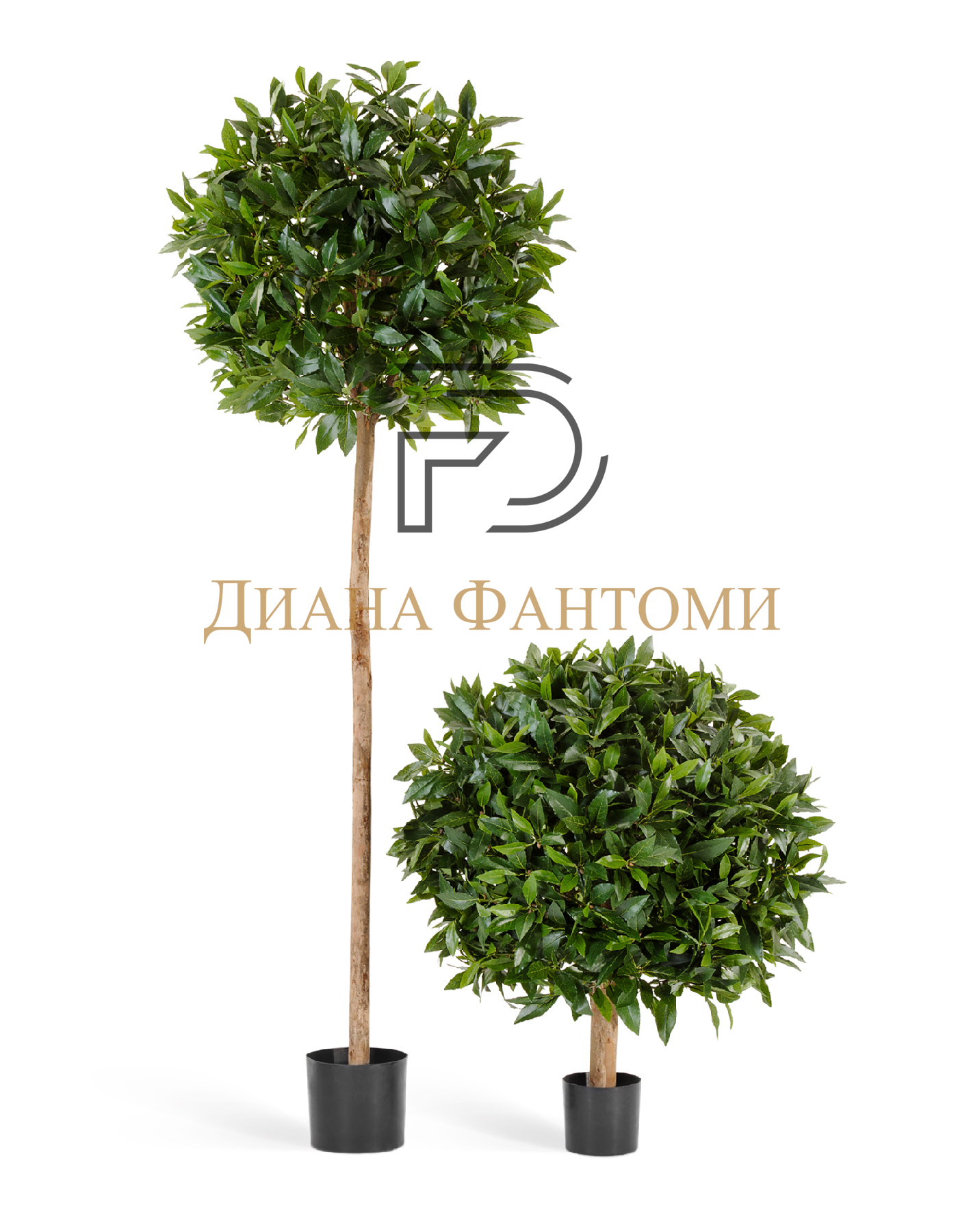 Лавр круглый на низком стволе — изображение 2
