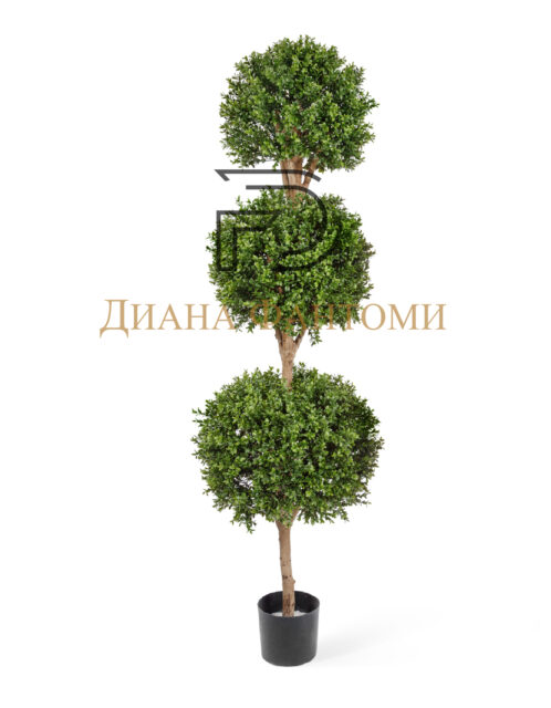 Самшит шар Тройной уличный