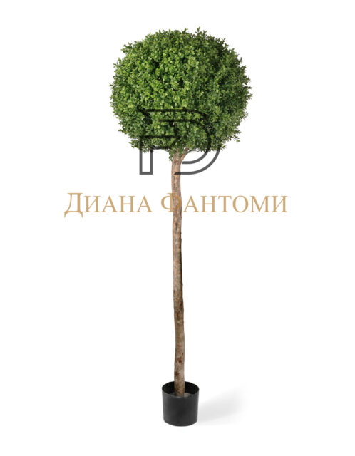Самшиты Шары уличные на высоком стволе