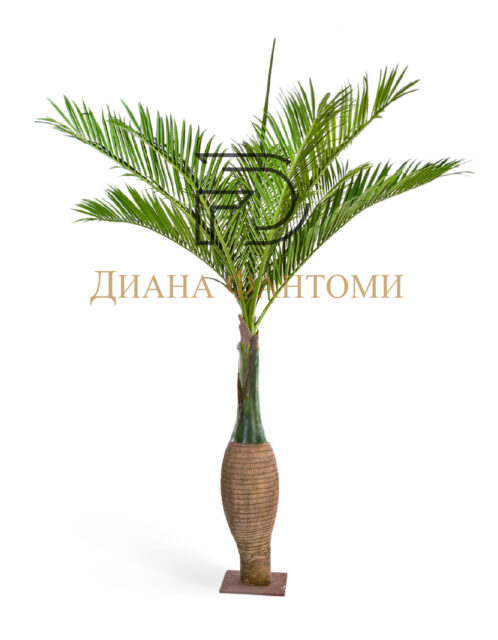 Пальма Бутылочная Гигантская