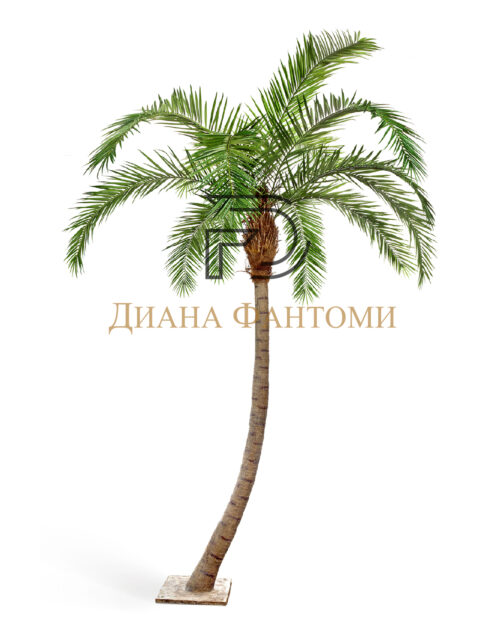 Финиковая пальма Гигантская изогнутая