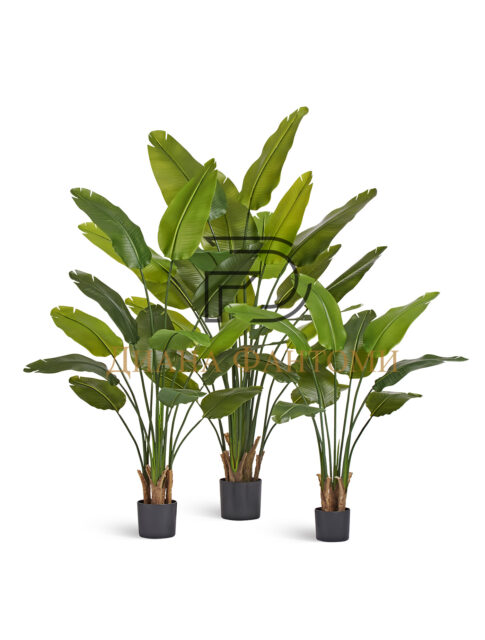 Стрелиция New Style (Sensitive Botanic)